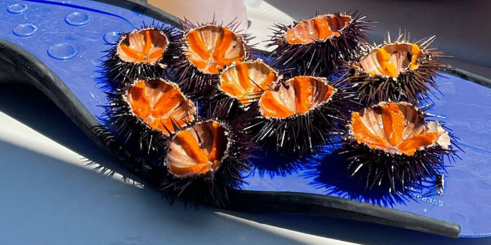 Taste urchins with a fresh beer